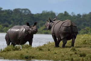 chitwan national park